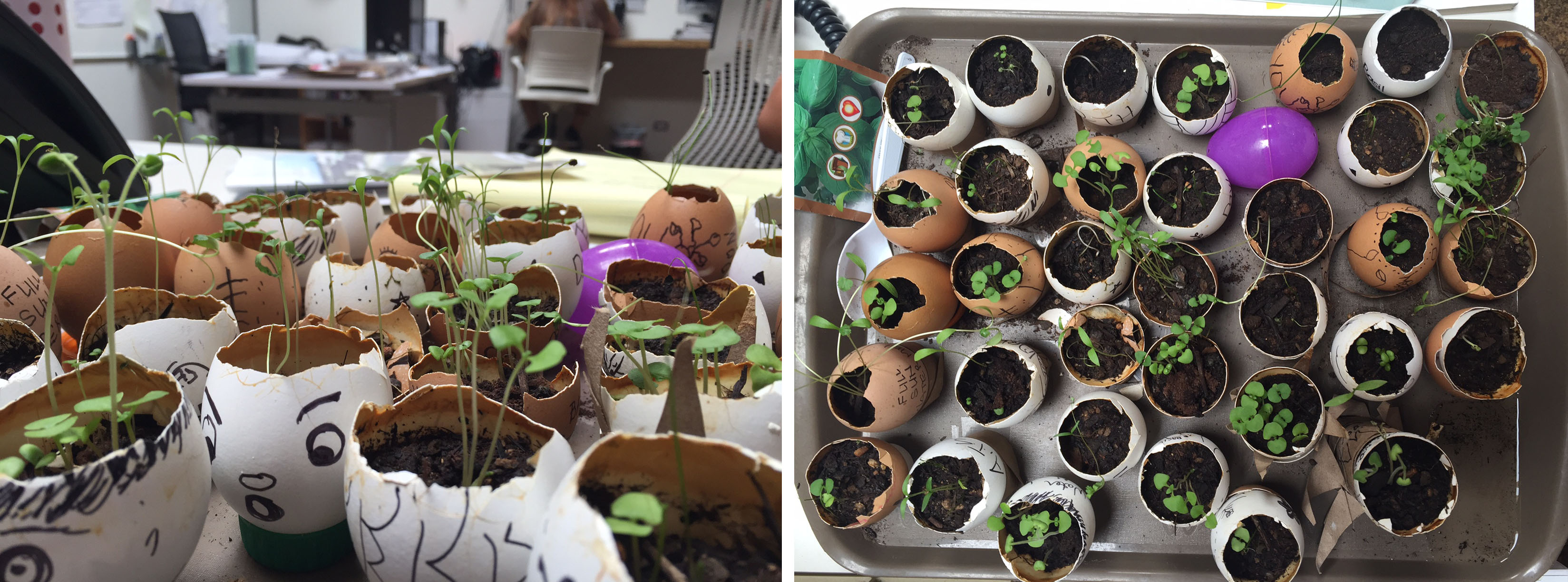 2016 Earth Day at KYA: Seed Blog 3