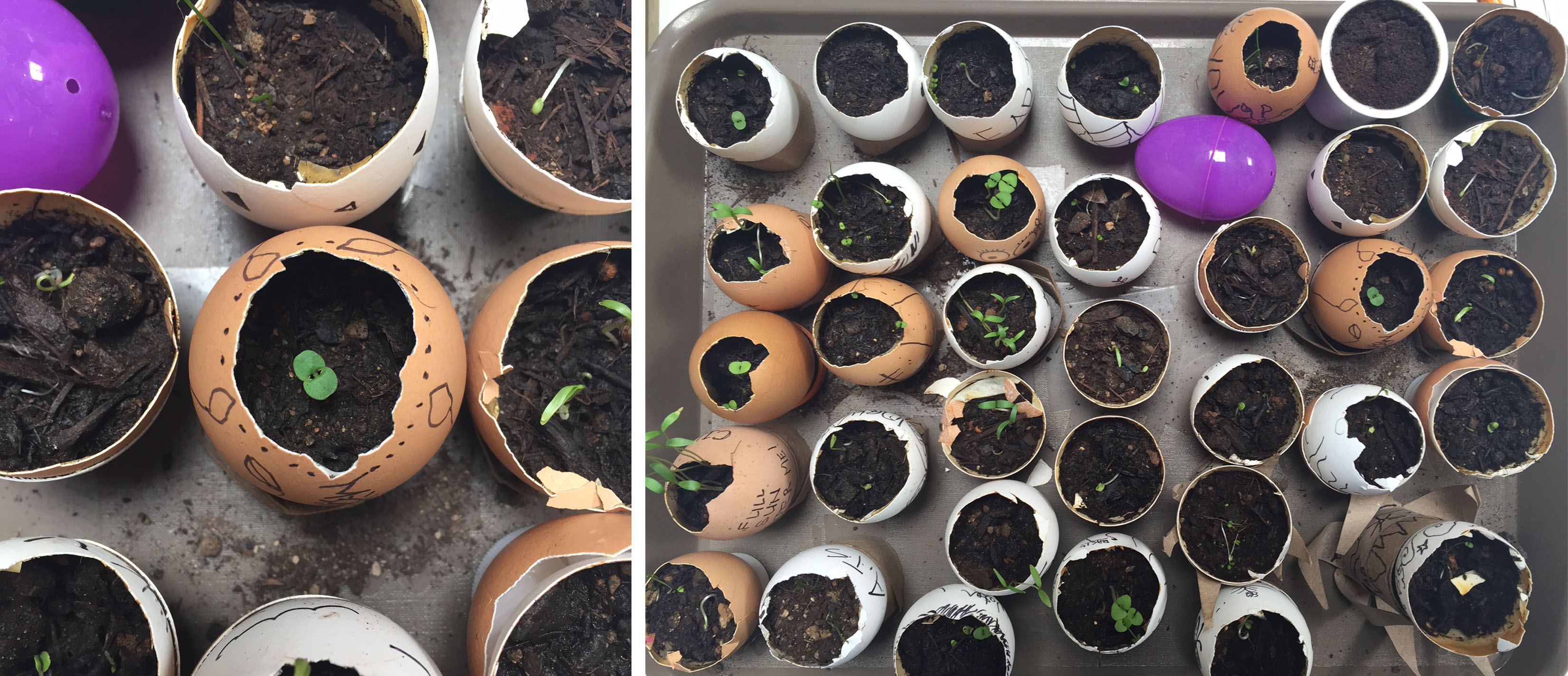 2016 Earth Day at KYA: Seed Blog 2
